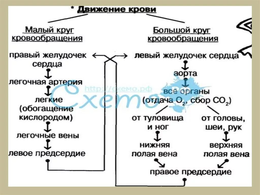 Таблица малого круга кровообращения. Схема последовательность малого круга кровообращения. Малый и большой круг кровообращения человека таблица. Схема движения крови по малому кругу кровообращения. Схема движения крови по малому и большому кругам кровообращения.