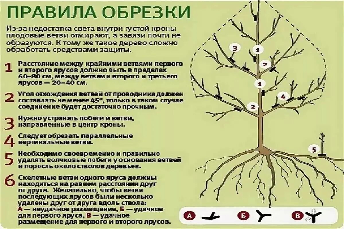 До какого можно обрезать деревья весной. Схема подрезки плодовых деревьев. Подрезка яблонь весной схема. Обрезка плодовых деревьев весной яблони. Схема обрезки плодовых деревьев весной.