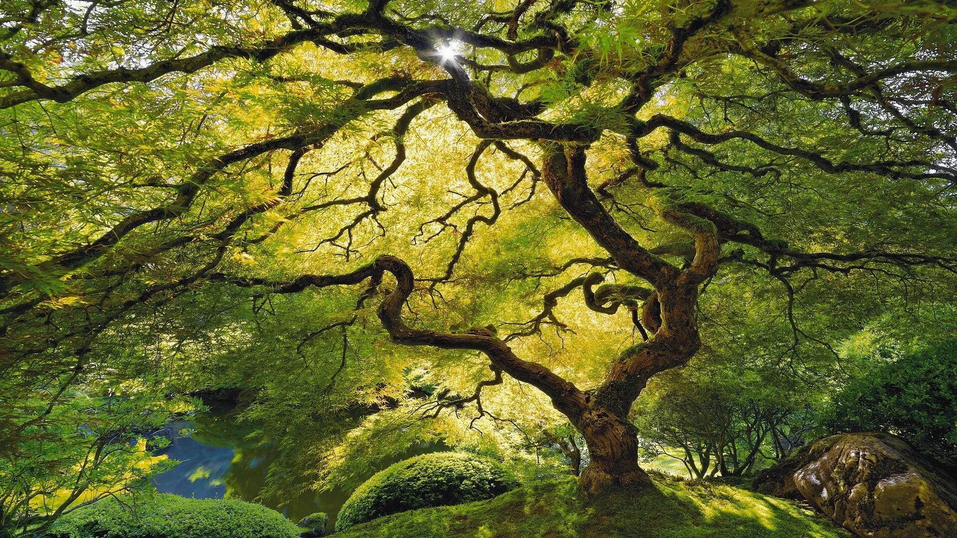 Дерево жизни дуб. Дерево элгарио. Раскидистая крона дуб. Колдовской лес Броселианд. Ветвистое дерево.