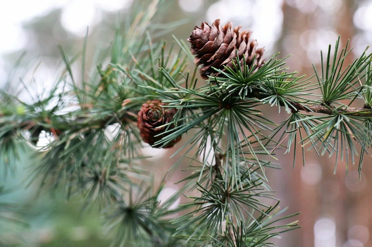 Лиственница Сибирская Larix sibirica. Лиственница Сибирская (Larix sibirica Ledeb.). Лиственница Сукачева (Larix sukaczewii).