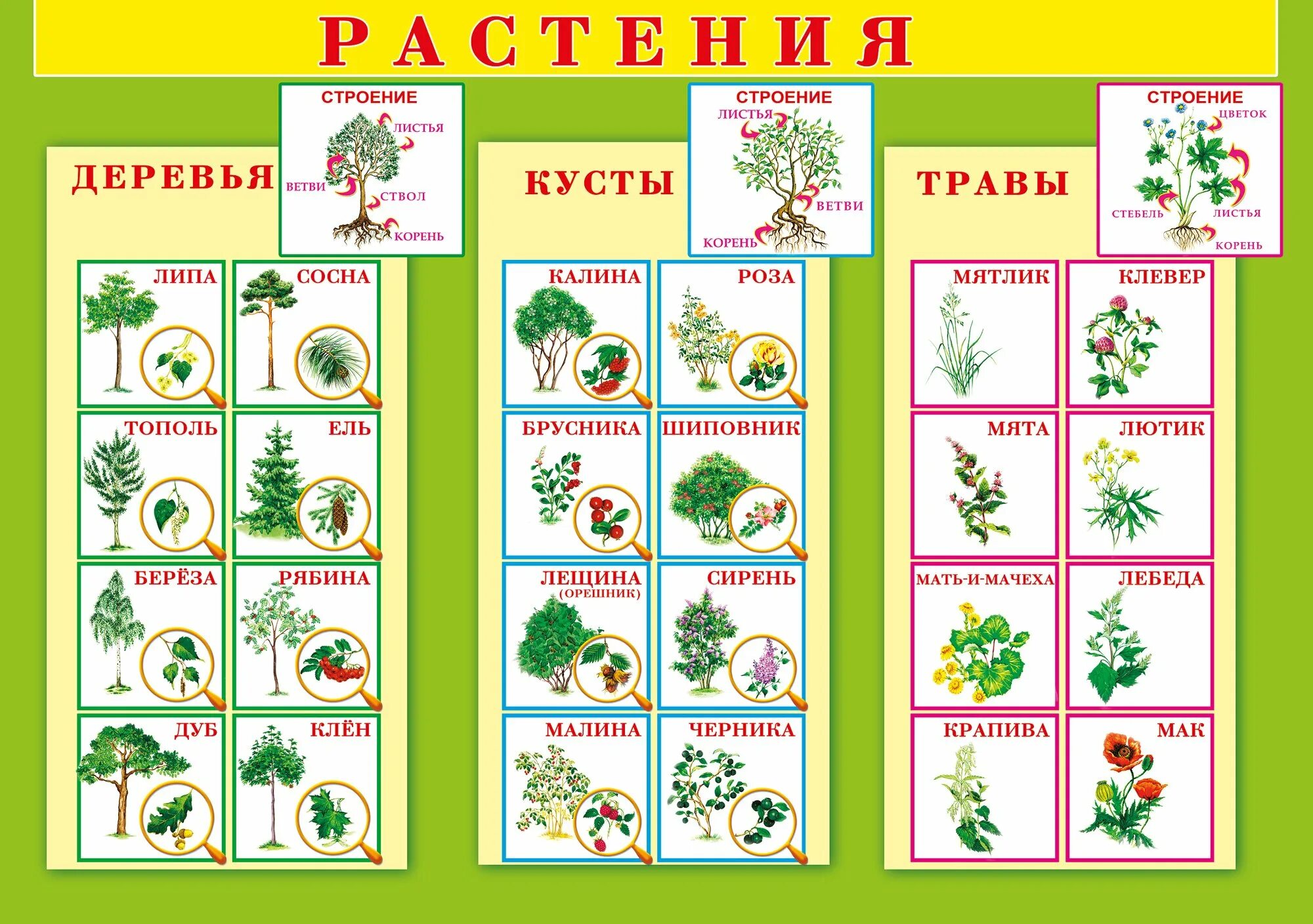 Виды деревьев и кусты