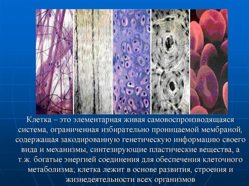 Тип клеток рыхлой соединительной ткани. Подвиды соединительной ткани. Соединительная ткань хрящевая костная кровь. Соединительная ткань рыхлая костная хрящевая.