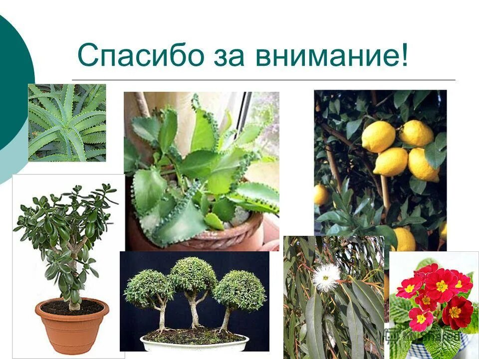 Комнатные лекарственные растения фото и название 9 лекарственных растений, которые нужно выращивать дома зимой Plants, Herbs, Gar
