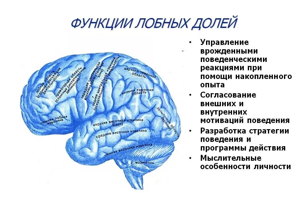 Функции лобной доли головного мозга человека