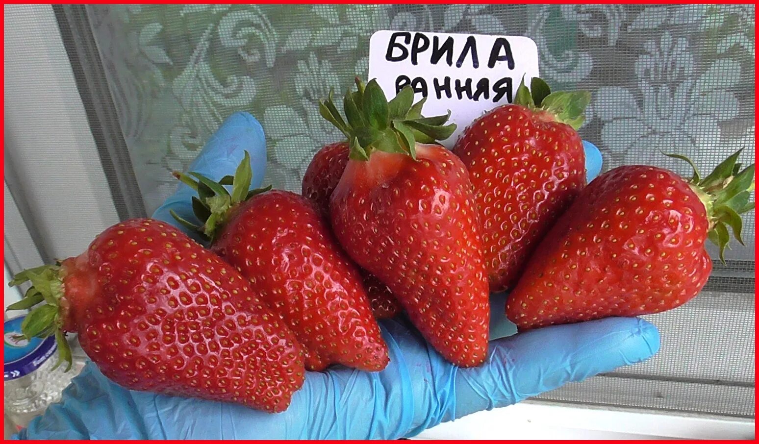 Брила сорт клубники описание отзывы: найдено 88 картинок