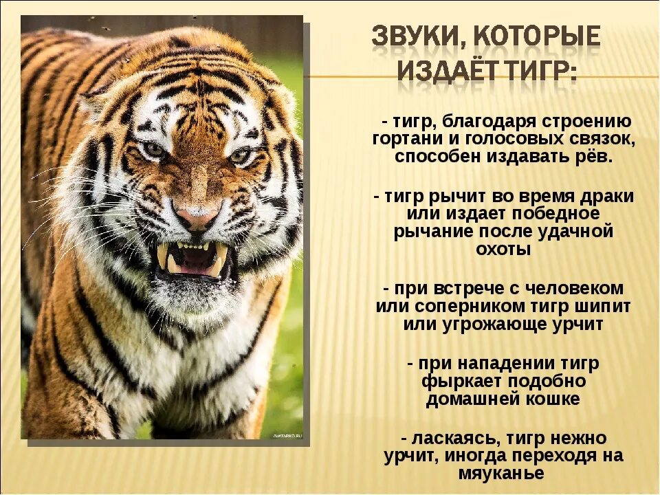 Интересные факты о тиграх. Удивительные факты о тиграх. Факты о Тигре. Интересные факты про тигра.