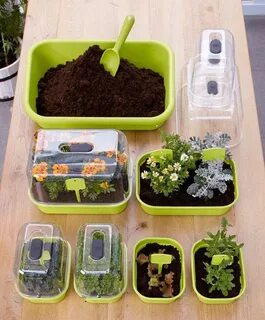 Какие цветы выращивать из семян дома