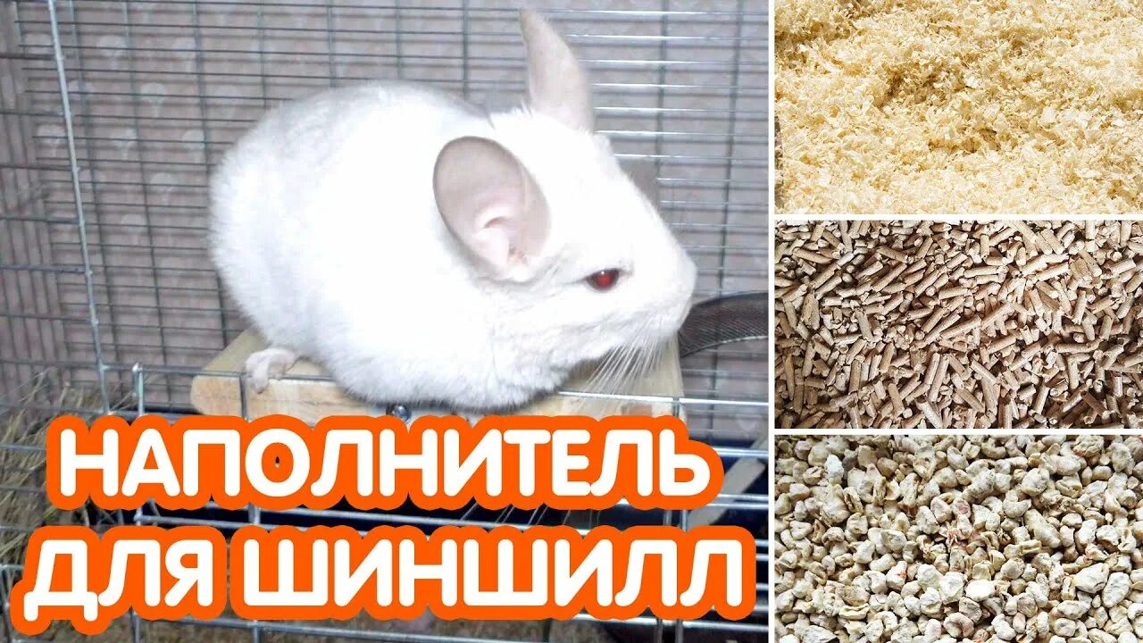 Наполнитель для шиншилл. Кукурузный наполнитель для шиншилл. Опилок для шиншилл. Древесный наполнитель для шиншилл.