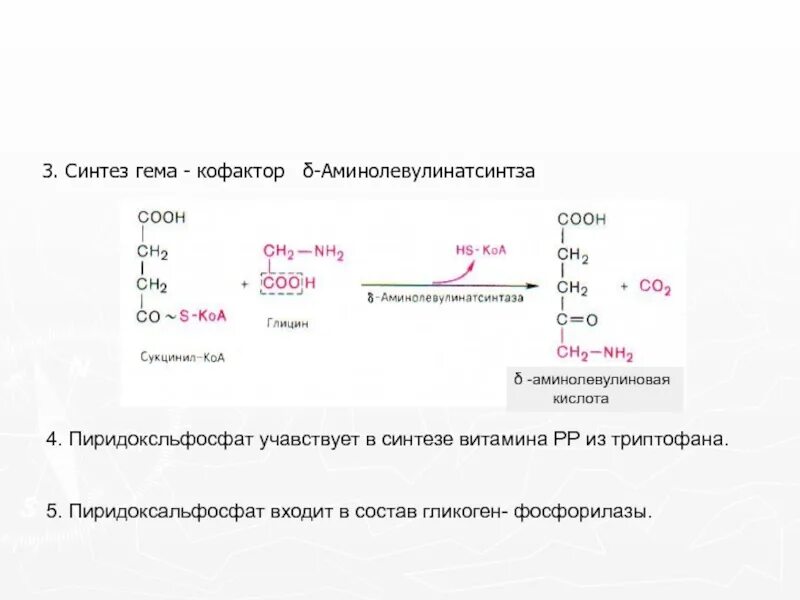 Синтез гему. Сукцинил КОА Синтез гема. Витамин в6 в синтезе гема. Витамин в12 в синтезе гема. Синтез гема схема.