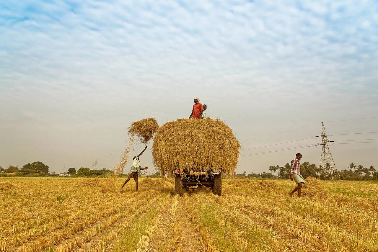 In northern india they harvest their wheat. Сельское хозяйство. Сельское хозяйство Индии. Традиционное сельское хозяйство. Сбор пшеницы в Индии.