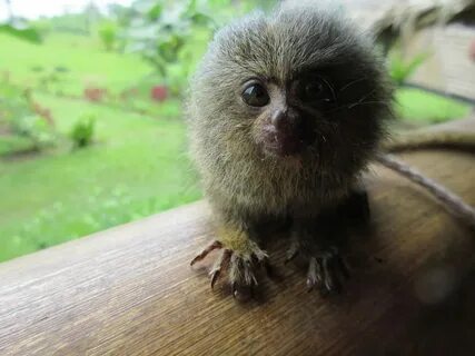 Smallest monkey
