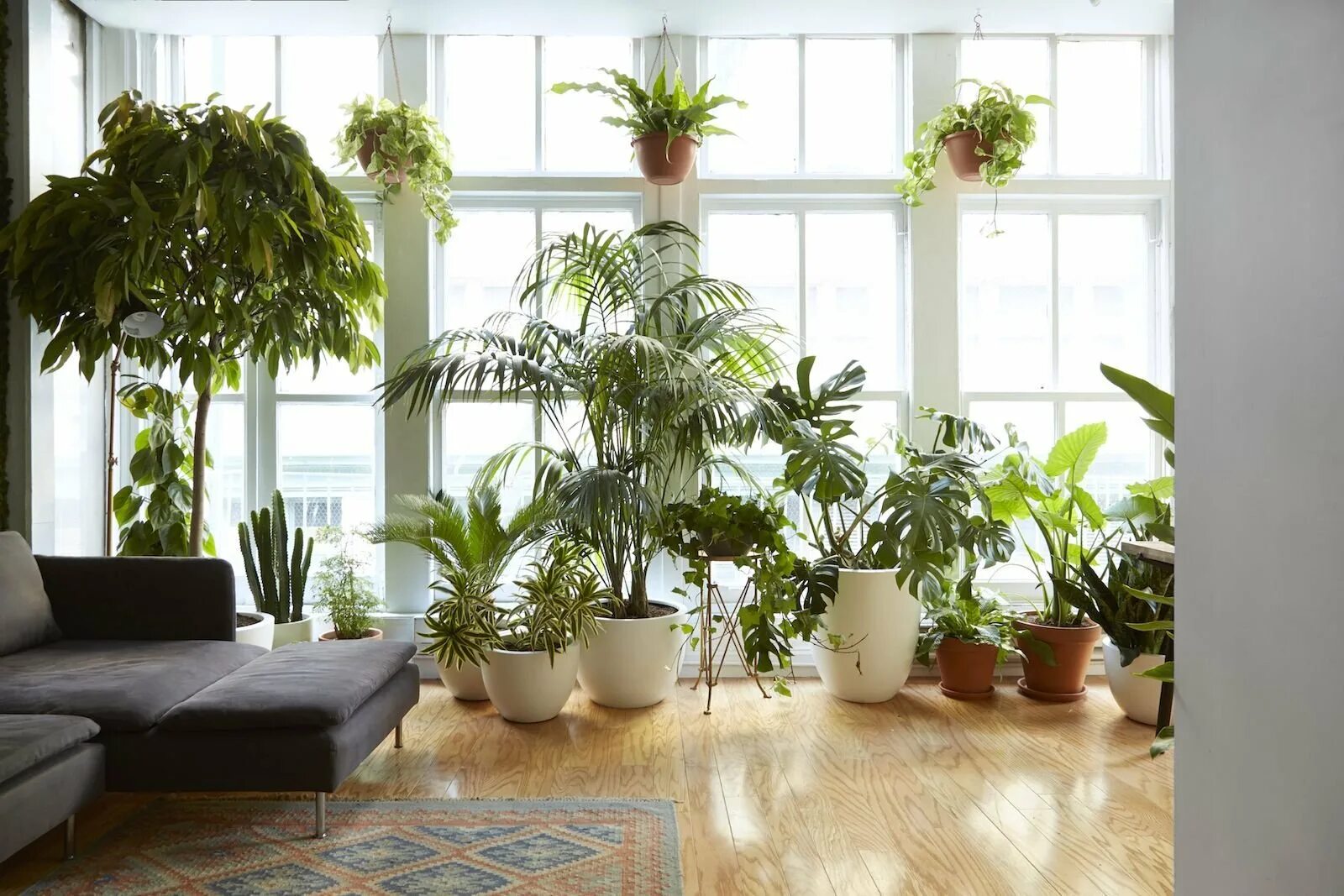 Комнатные растения комнатное цветоводство. Гузмания Хоуп Lechuza. Монстера houseplants. Плант растение комнатное. Комнатные растения в интерьере.