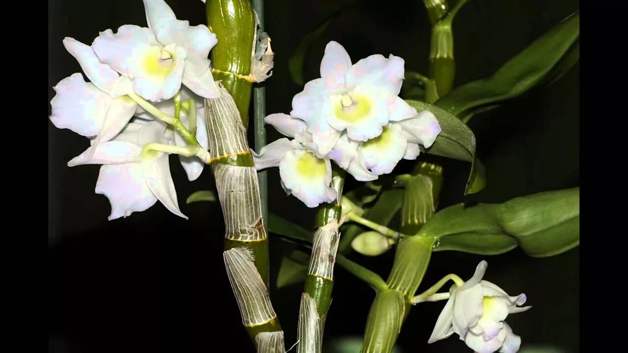 Orchid Local Special Orchids, Orchid plants, Grandparents day