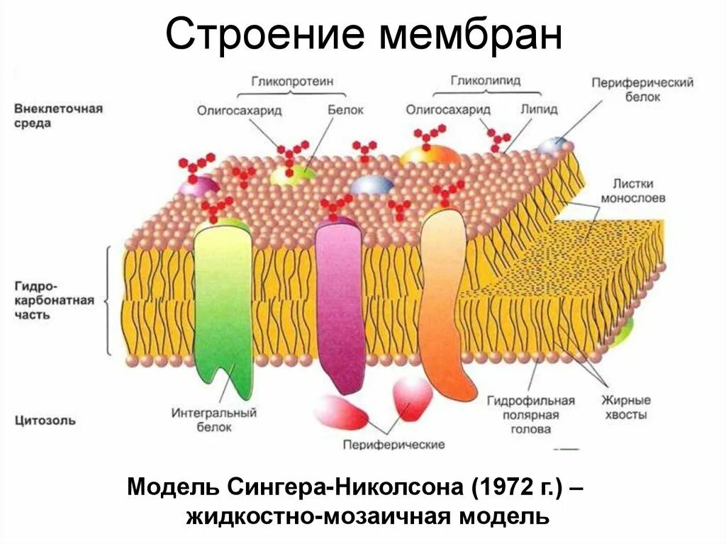 Структура биологической клетки. Строение цитоплазматической мембраны биология. Строение биологической мембраны клетки. Клетка биология строение мембрана. Строение цитоплазматической мембраны клетки.