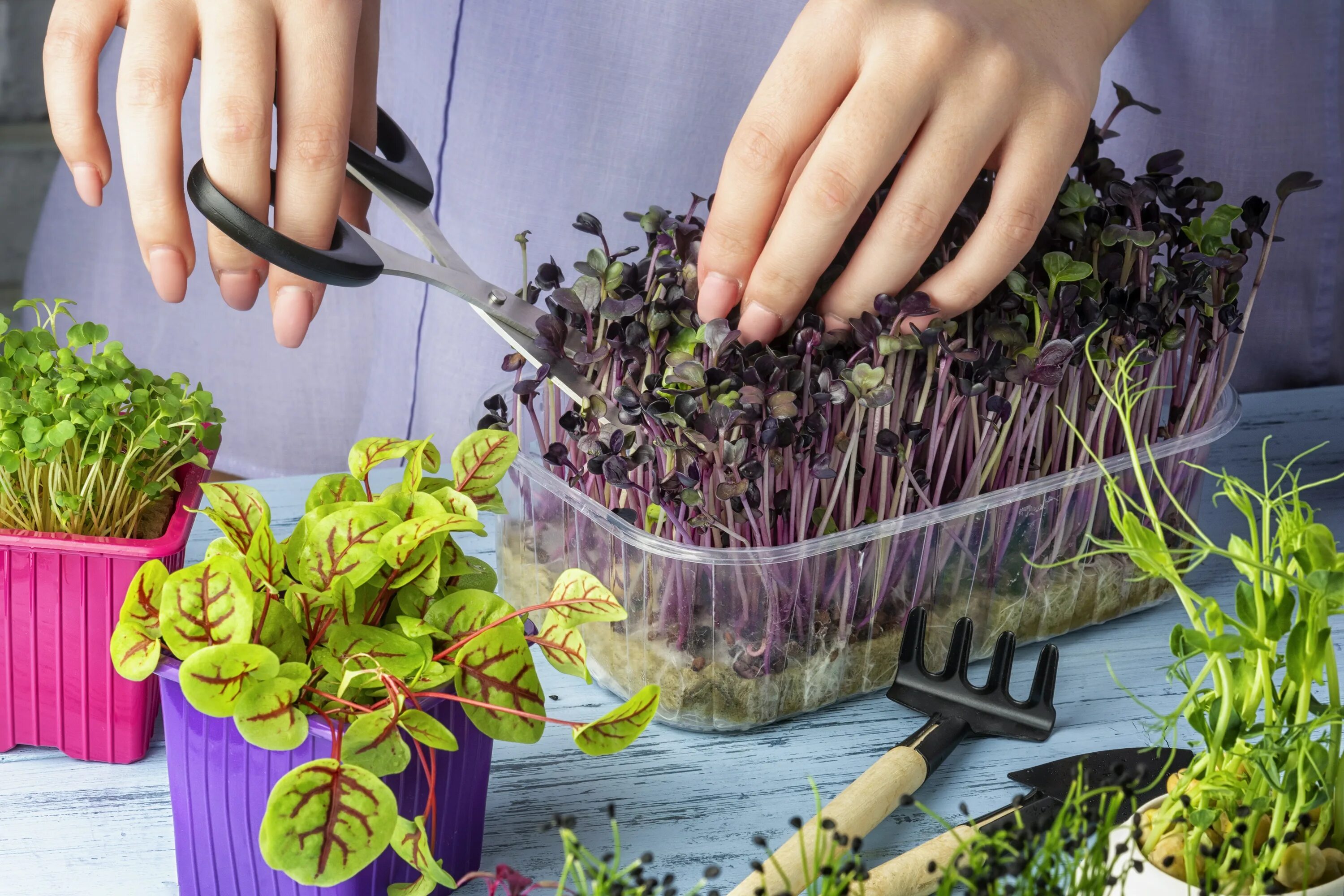 Ферма микрозелень (microgreens).. Micro Green микрозелень. Микрозелень базилик овощной. Кейл микрозелень.