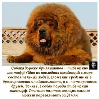 Дорогая собака текст