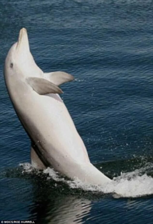Розовый амазонский дельфин. Дельфин афалина черноморская. Dolphin am. Дельфин фото. Афалина (tursiops truncatus).