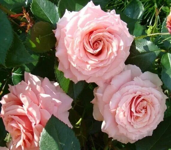 Купить Роза Поэизи / Rose Poesie (Чайно-гибридная) в Ростове-на-Дону Розанутые