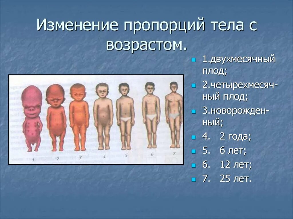 Изменения пропорции тела ребенка в различные возрастные периоды. Изменение пропорций тела с возрастом. Изменение пропорций тела человека с возрастом. Изменения пропорций тела ребенка с возрастом. Возрастные изменения роста