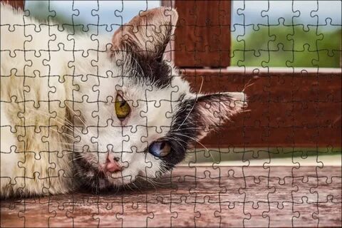 Cats around the world