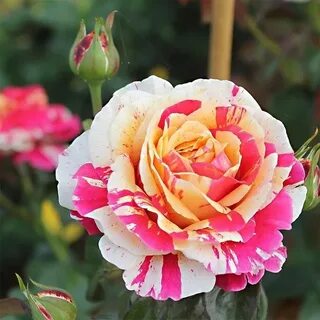 Vanilla rose