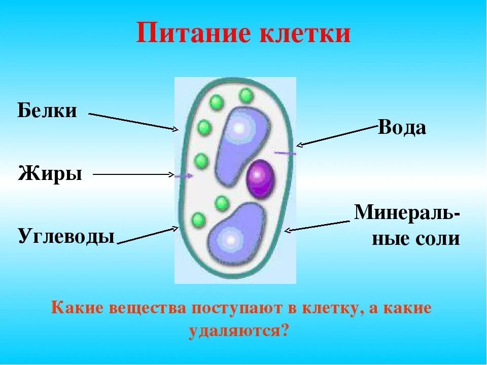 Осуществляют питание клетки. Питание клетки. Клеточная еда. Клеточное питание м Интернешнл. Концепция клеточного питания.