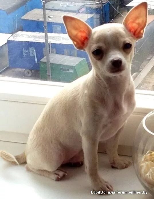 Молочный чихуахуа. Чихуахуа молоко. Изабелловый окрас чихуахуа. Собачка похожая на чихуа. Чихуахуа молочный гладкошерстный.