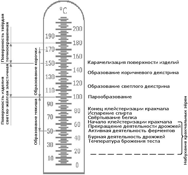 Процессы происходящие при выпечке теста. Процессы происходящие при выпечке. Изменения в тесте происходящие при выпечке. Процессы происходящие в тесте при выпечке.