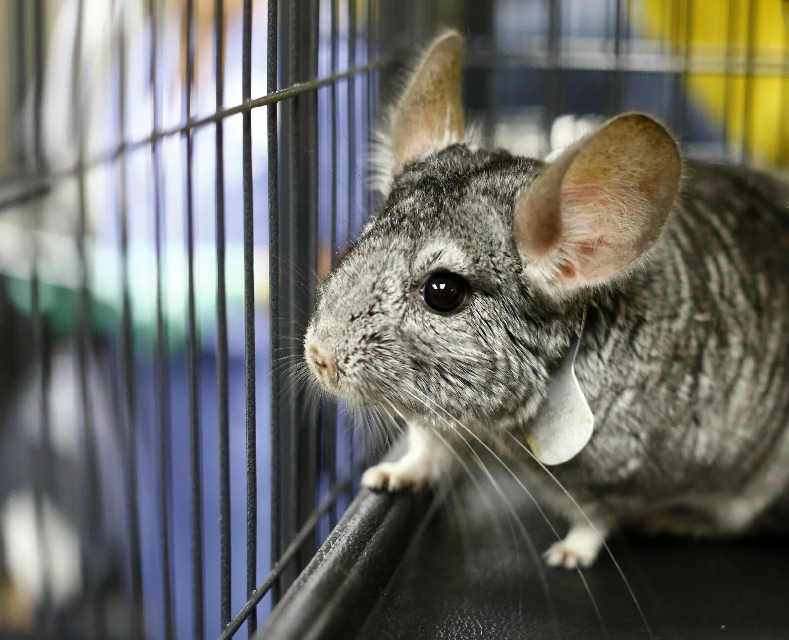 Шиншилла зверек. Короткохвостая шиншилла. Выпустил шиншиллу. Перуанская шиншилла. Шиншилла агути.