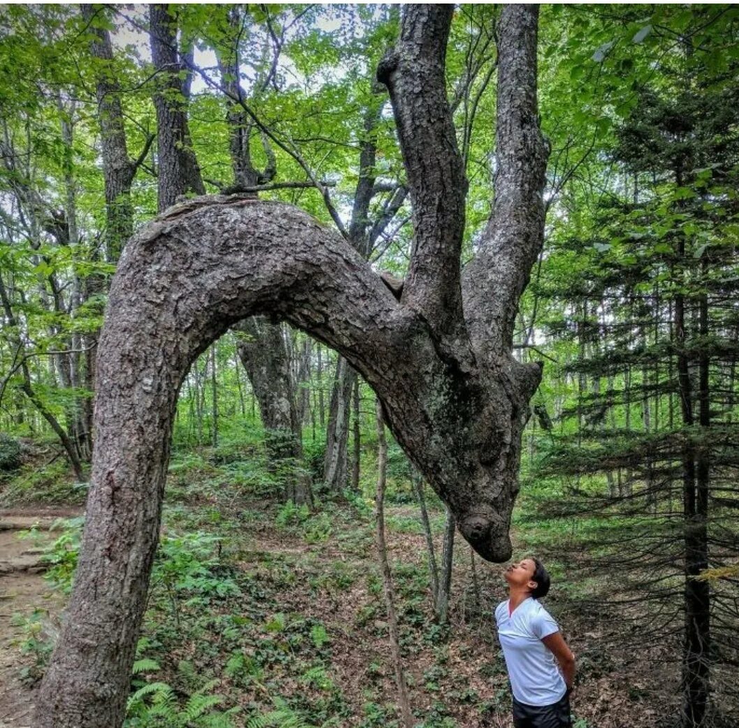 Не ходи в лес. Идет по лесу. Идите лесом. Шла девочка по лесочку по лесочку шла. Или лесом.