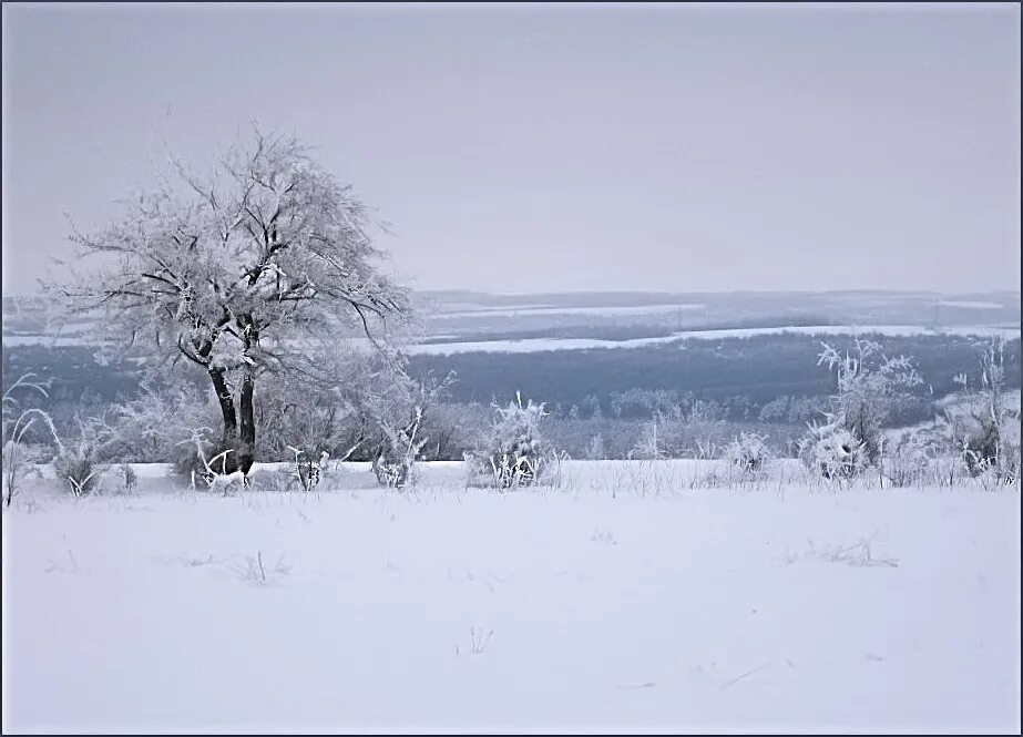 Идешь зимой по полю тишина. Тишина зима. Снежное безмолвие поля вечереет. Снежным безмолвию полей. Серый вечер снег на поле перелесок.