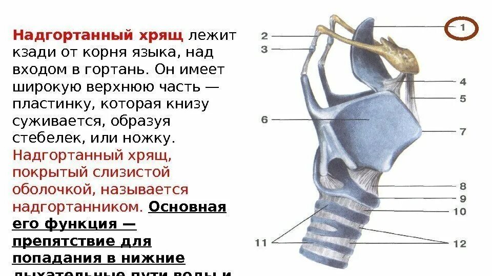 Гортань состоит из полуколец