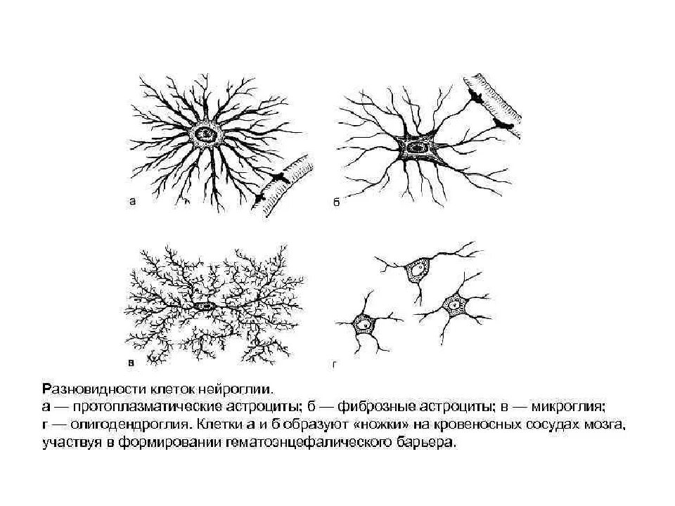 Клетки нейроглии строение. Типы глиальных клеток рисунок. Нервная ткань клетки нейроглии. Строение нейроглии нервной ткани.
