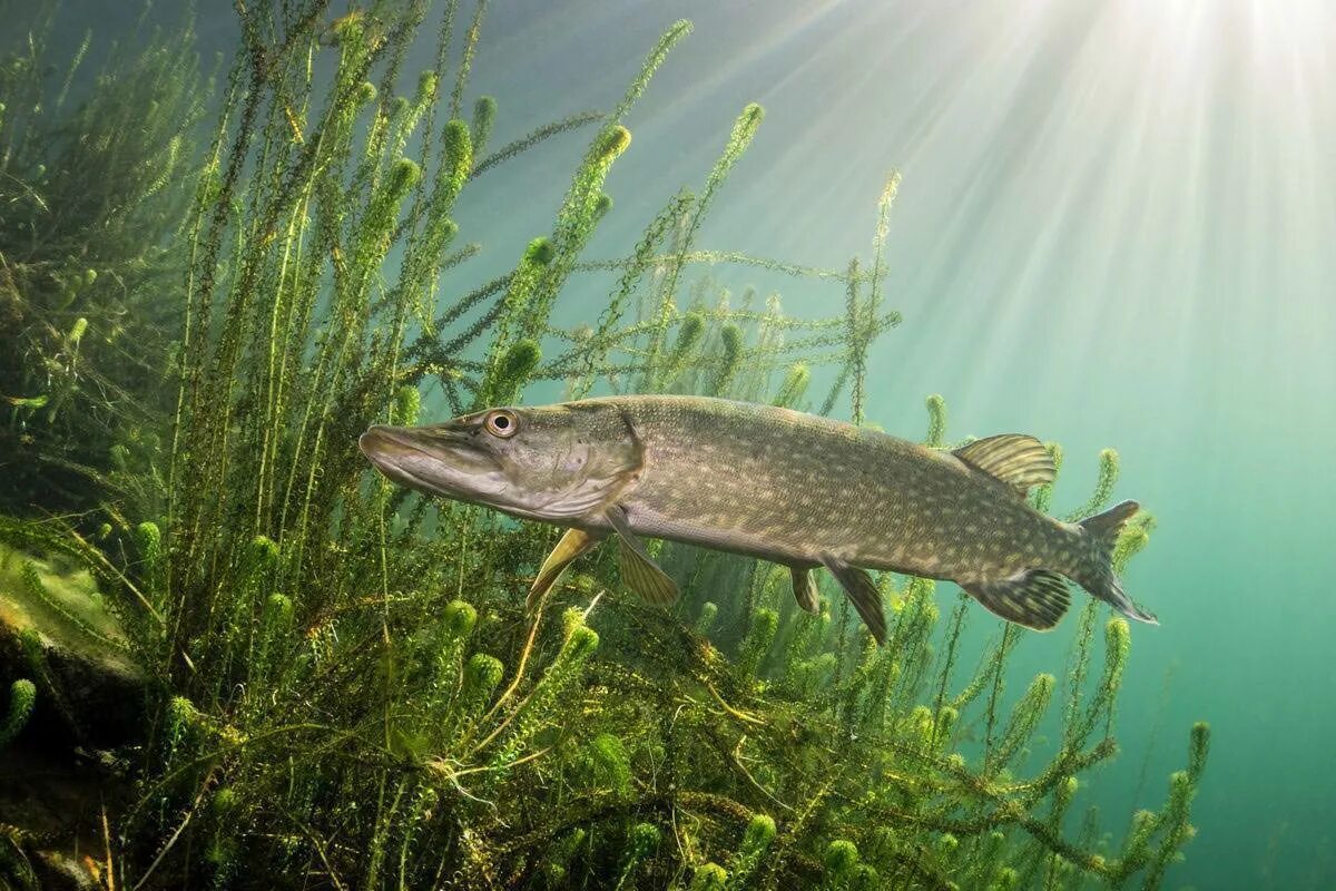 Обыкновенная щука (Esox Lucius). Щука Баргузинский заповедник. Рыба щука Esox Lucius. Щука Байкальская. Рыба которая водится в озерах