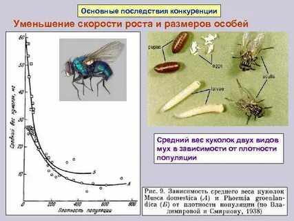 Размер особи