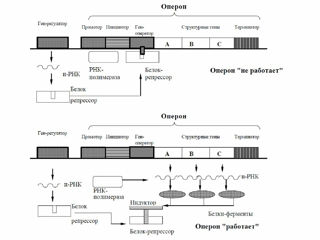 Оперон схема регуляции lac оперона. Лактозный оперон кишечной палочки. лактозный оперон структура. схема регуляции лактозного оперона. лактозный оперон регуляция.