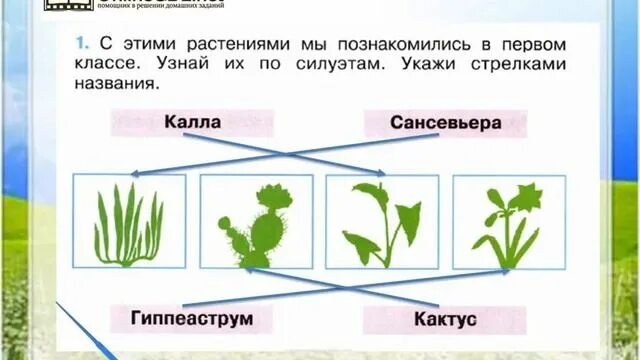 22 мая травы выросло. Комнатные растения 2 класс окружающий мир. Комнатные растения 2 класс окружающий мир Плешаков. Растения 2 класс окружающий мир. Комнатные растения 1 класс окружающий мир.