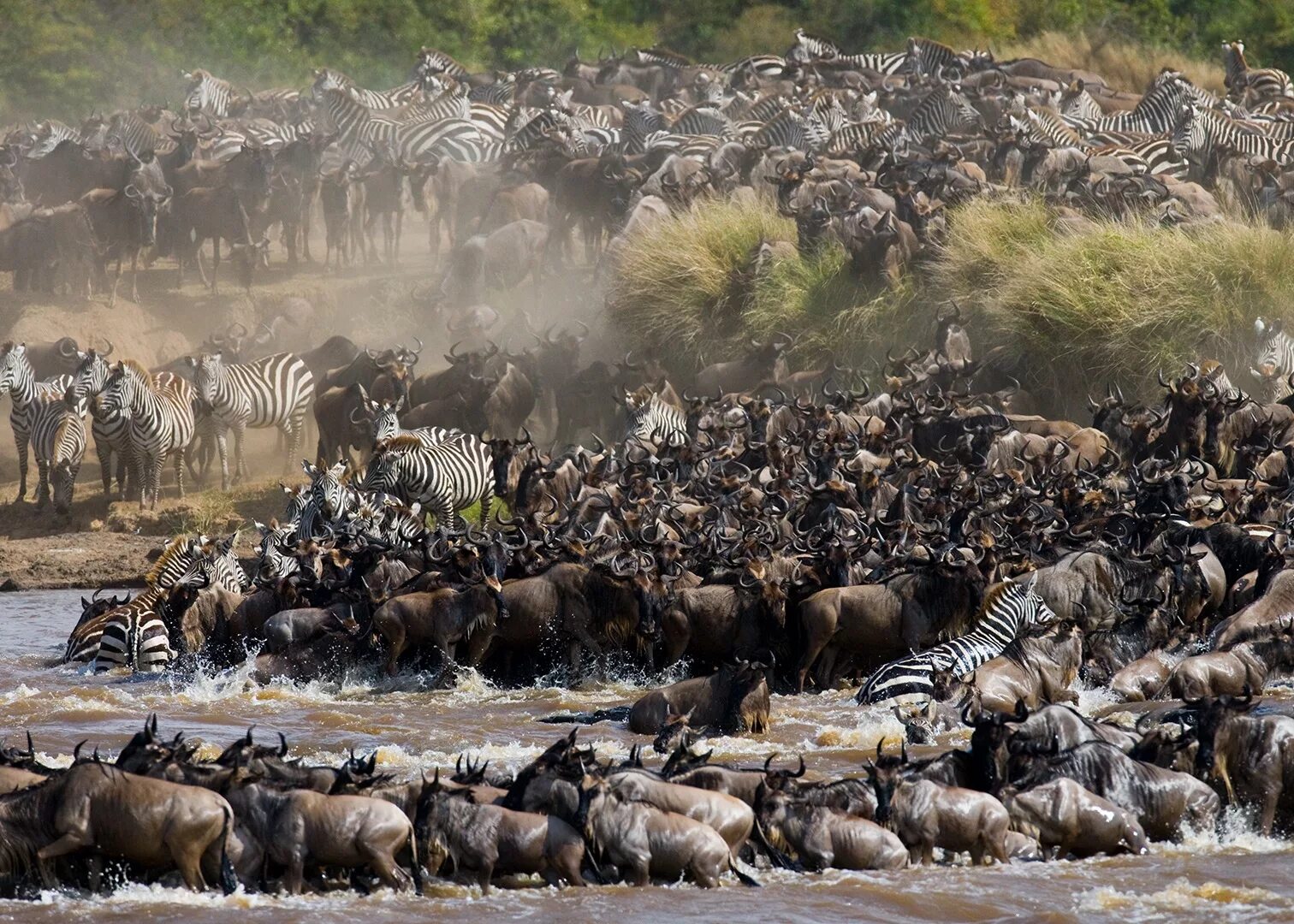 Переселение из других мест. Великая миграция Серенгети. Национальный парк Серенгети миграция антилоп.