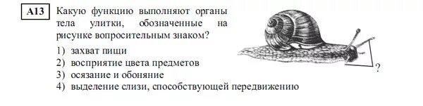 Строение виноградной улитки. Внутреннее строение виноградной улитки. Внешнее строение виноградной улитки. Тело виноградной улитки. Улитка выполняет функцию