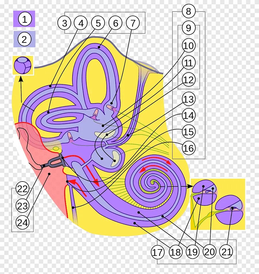 Кортиев орган вестибулярный аппарат. Перилимфа внутреннего уха. Эндолимфа внутреннего уха. Внутреннее ухо. Внутреннее ухо строение.