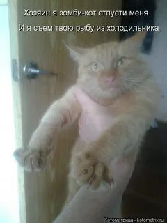 Отпусти кот