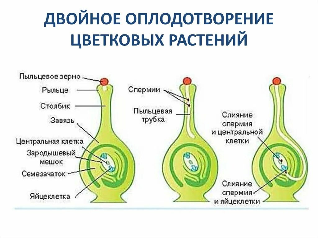 Оплодотворение покрытосеменных растений схема. Схема двойного оплодотворения цветка. Схема двойного оплодотворения у цветковых растений. Двойное оплодотворение у цветковых схема.