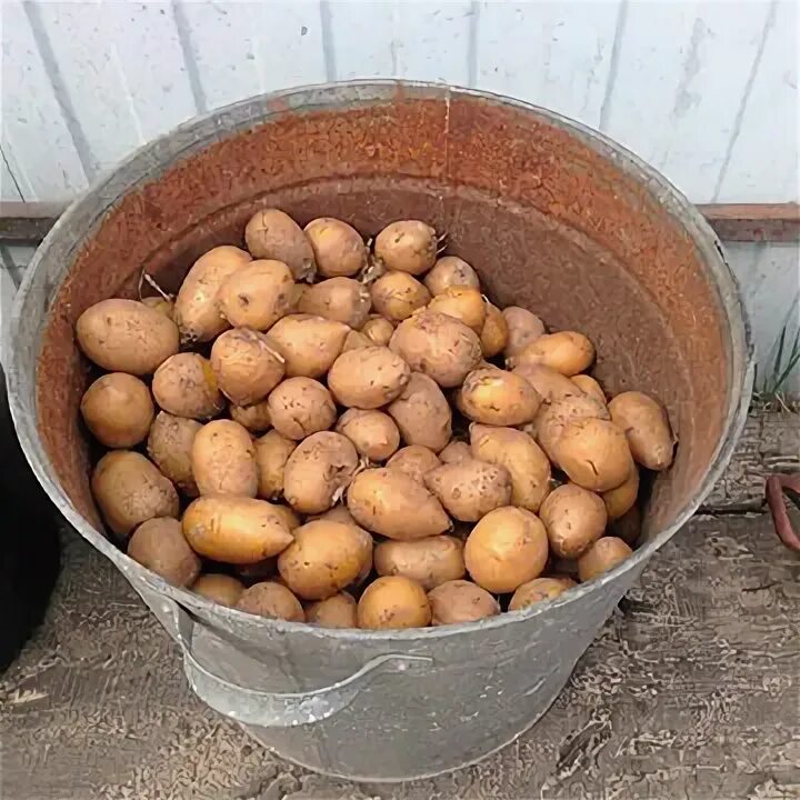 Можно ли курам варить картошку. Можно ли курам варить картошку