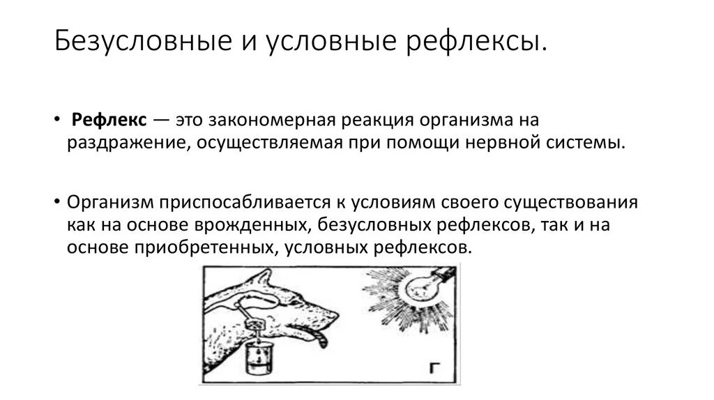 Примеры безусловных рефлексов у млекопитающих. Условные и безусловные рефлексы. Безусловные и условные рефлексы у человека. Условные без условные Рефлеоксы. Примеры условных рефлексов у человека.