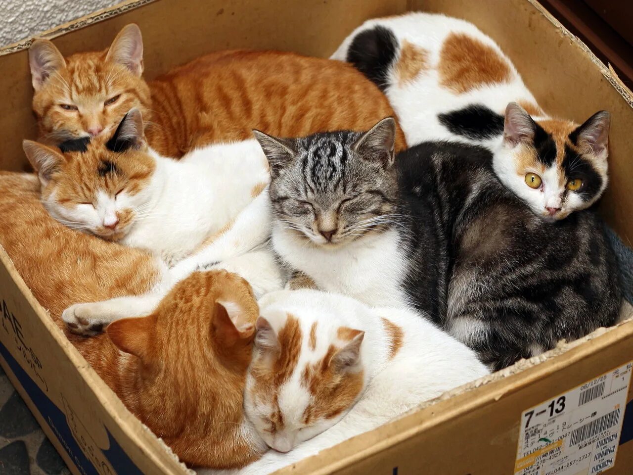 Приснилось много кошек. Много котов в доме. Куча кошек. Много котиков в коробках. Кошка с кучей котят.