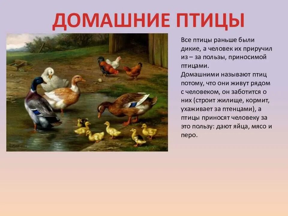 Что значит утка