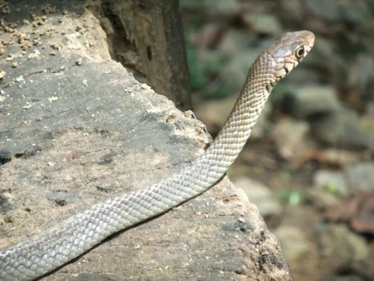 Полоз Шри Ланка. Крайт змея Шри Ланка. Ядовитые змеи Шри Ланки. Змея полоз Шри Ланка.