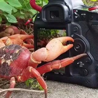 Крабика режим работы