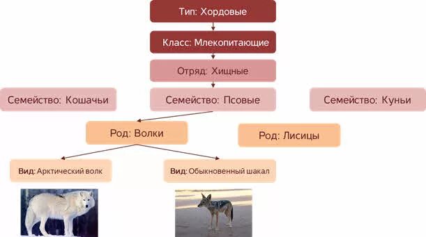 Образование типов и классов животных. Образование типов и классов животных