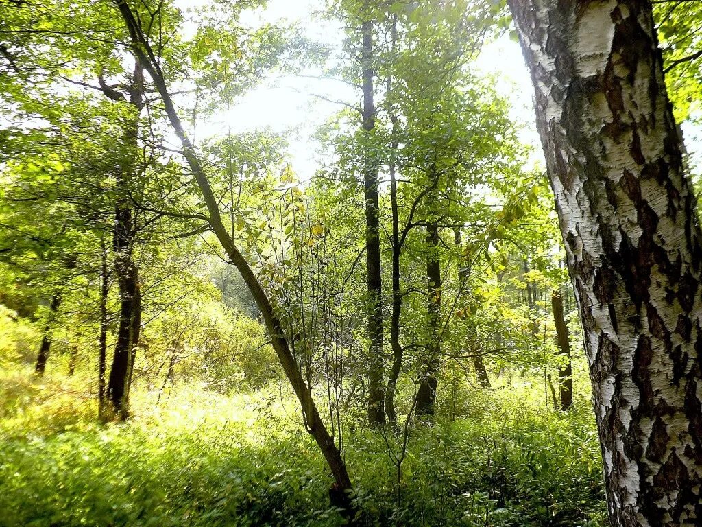 русский лес обои. шишкин иван иванович лесная сторожка. иван шишкин бурелом. русский лес. николай фомин иллюстрации.